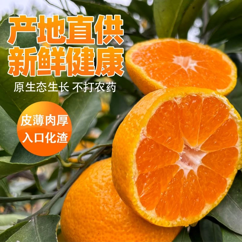 【小马哥专属】正宗石门柑橘新鲜应季现摘无籽橘子孕妇水果整箱包邮