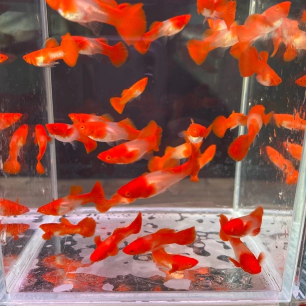 双分水福利款分水鸿运当头孔雀鱼观赏鱼分水红头