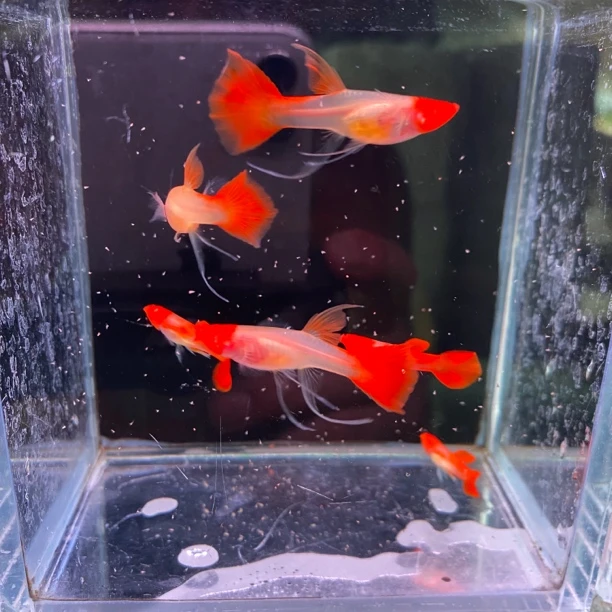 玻璃体红头大C鸿运玻璃体鸿运当头玻璃体透明红头玻璃猫孔雀鱼