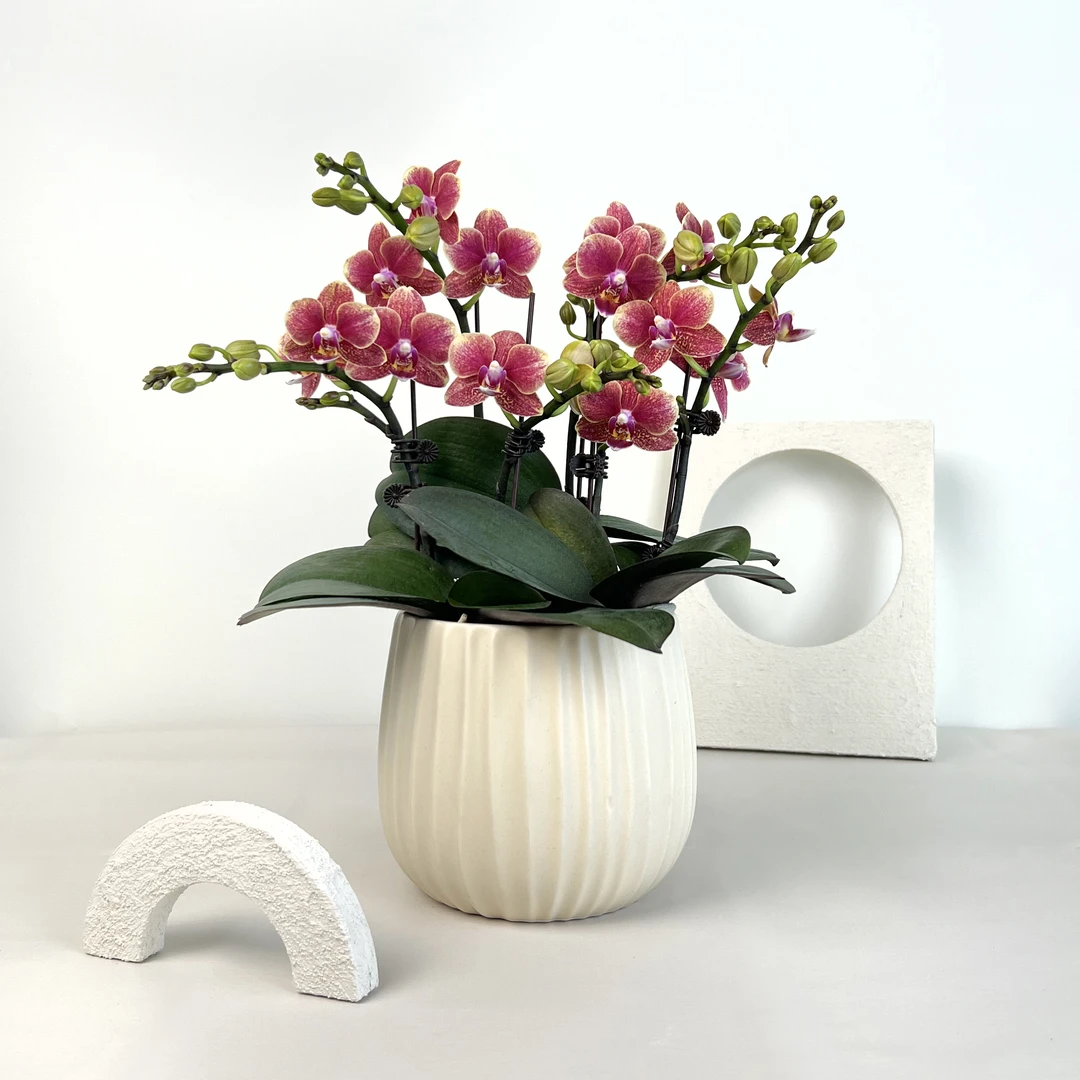 【金蝶/一琳】蝴蝶兰红色系小花型带花带花苞室内蝴蝶兰