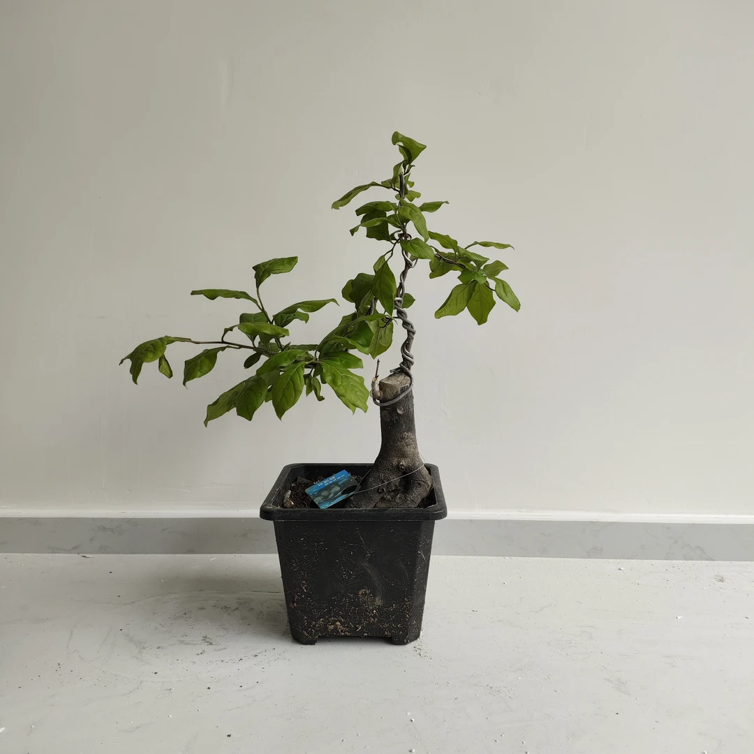 金弹子老鸦柿直播1