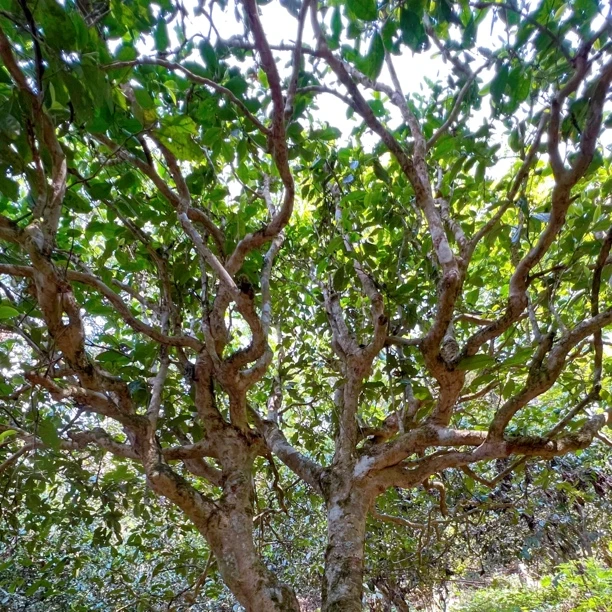 雷达山古树【2025年头春手工古树】口感醇厚 回味悠长 100克