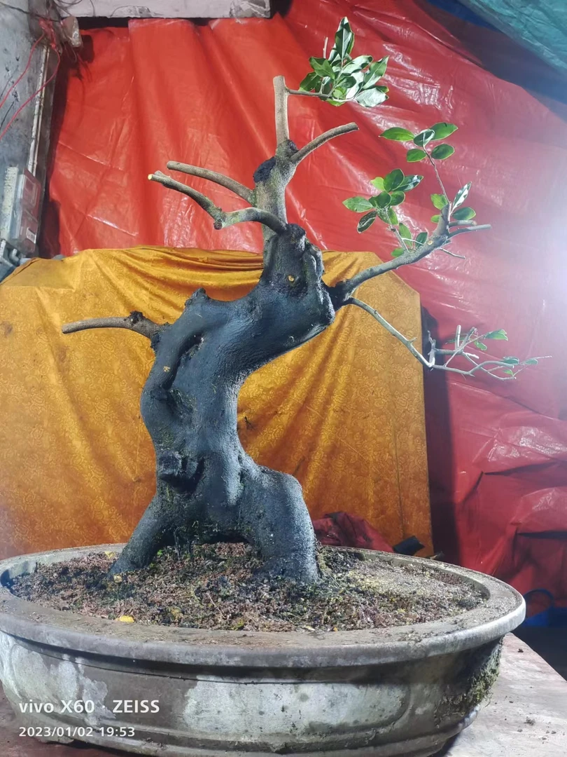 金弹子灌木盆景素材绿植盆栽室内装饰