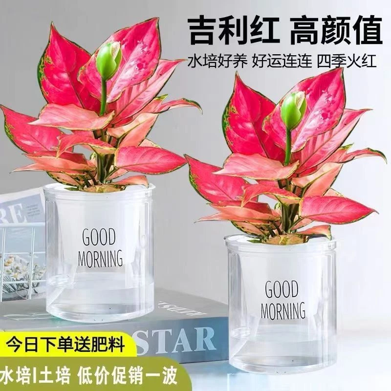如意皇后吉利红盆栽吸甲醛促销懒人植物好养易成活万年红盆栽植物