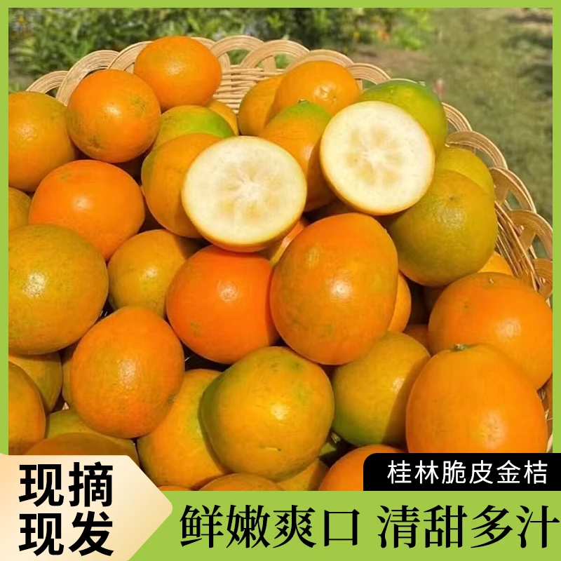 【坏果包赔】广西融安脆皮金桔第二代小蜜罐带皮吃现摘现发甜蜜爆汁