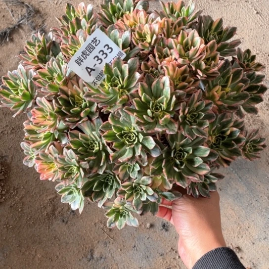 樱*花333甜茶多肉法师