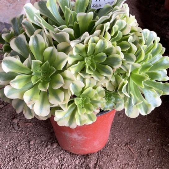 125绿豆沙法师多肉