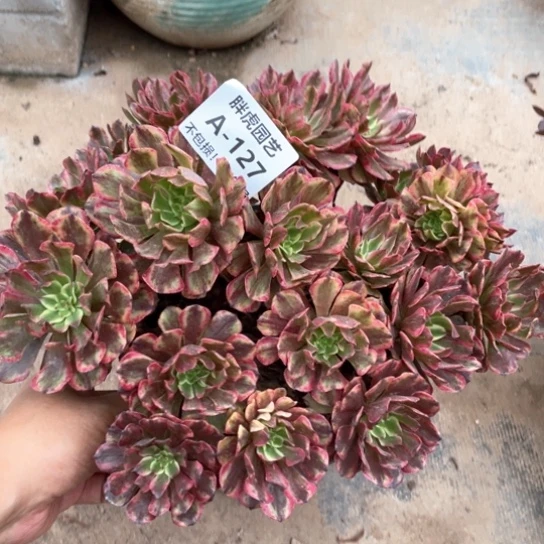 127奥黛丽丛林多肉