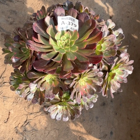 379烟花多肉法师多肉福利不包损