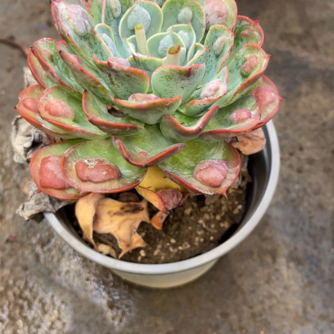 358383868353438683835538