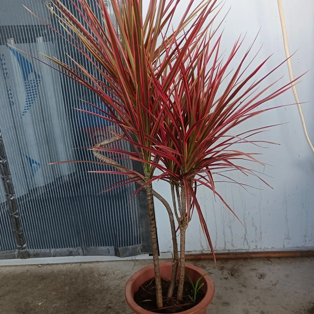 七彩铁千年木多头红边龙血树北欧客厅室内绿植落地观叶变色木植物