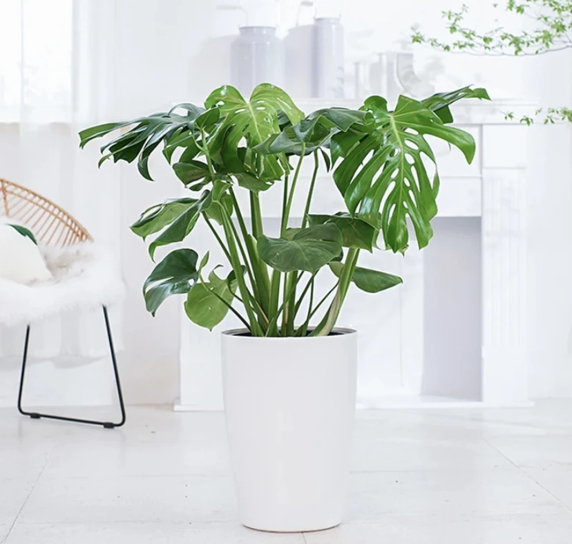 【美遇花园专属】龟背竹   1.5加仑 净化空气 美化环境