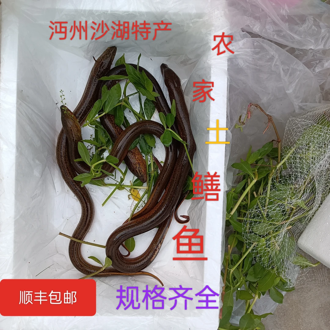 湖北沔州沙湖稻田，野外捕获鲜活土黄鳝现捕现发1斤顺丰冷链包邮