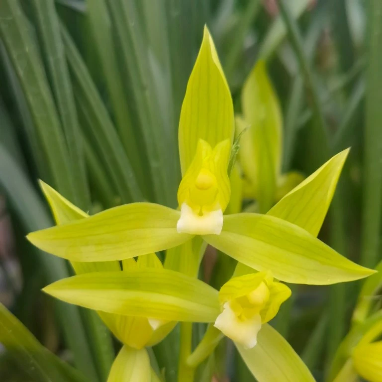 春剑“芽黄素”西蜀道光原盆