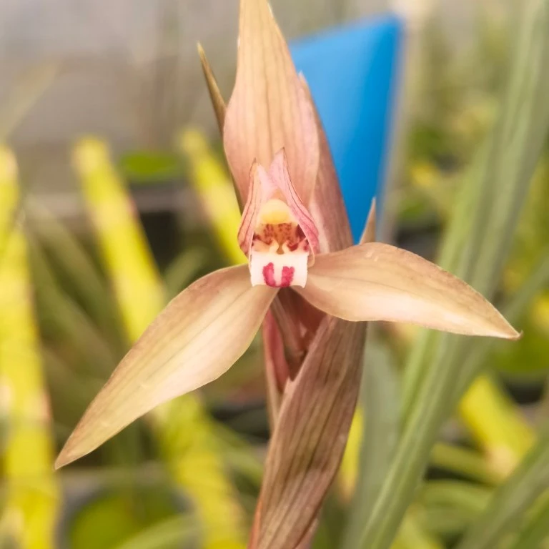 春剑春兰蕙兰直播链接