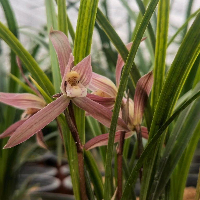 带盆 春兰春剑浓香型带花苞兰花 花卉绿植盆栽盆景
