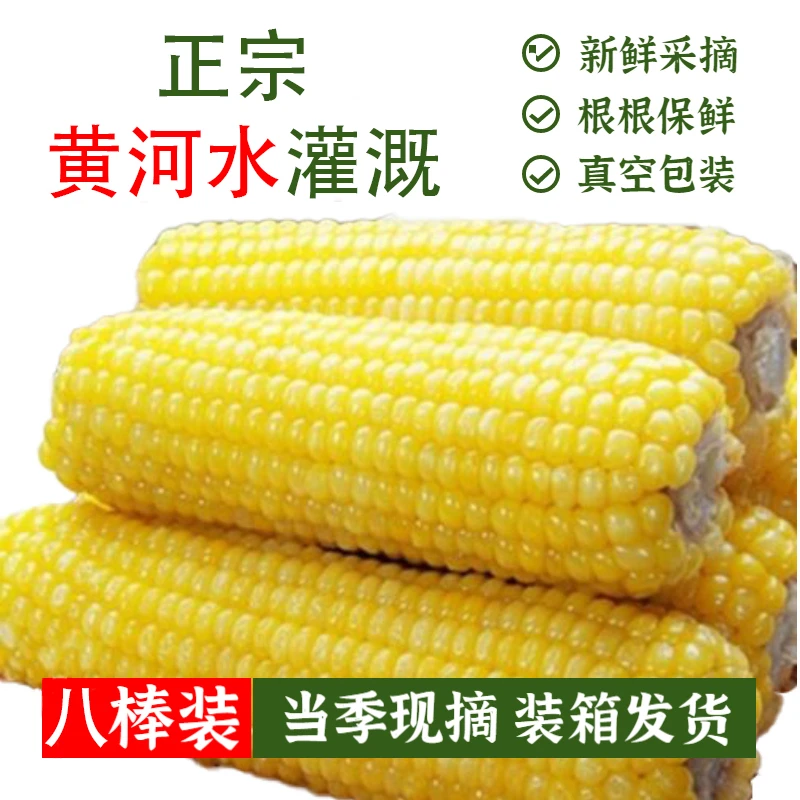 【玉米豆花】24年新鲜采摘黄糯玉米非即食甜糯玉米真空装220g8根