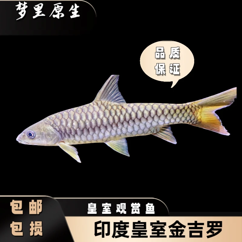 印度中国野生皇室金观赏鱼原生鱼金吉罗养鱼吉罗鱼活体