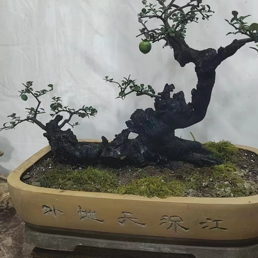 艺卉缘金弹子盆景