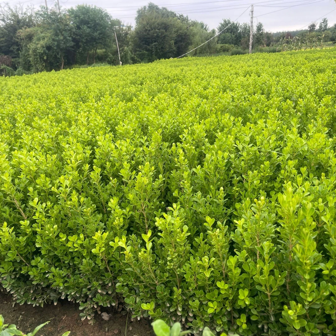 小叶黄杨苗瓜子园林绿化树苗南方北方种植黄杨庭院地栽盆栽黄杨球