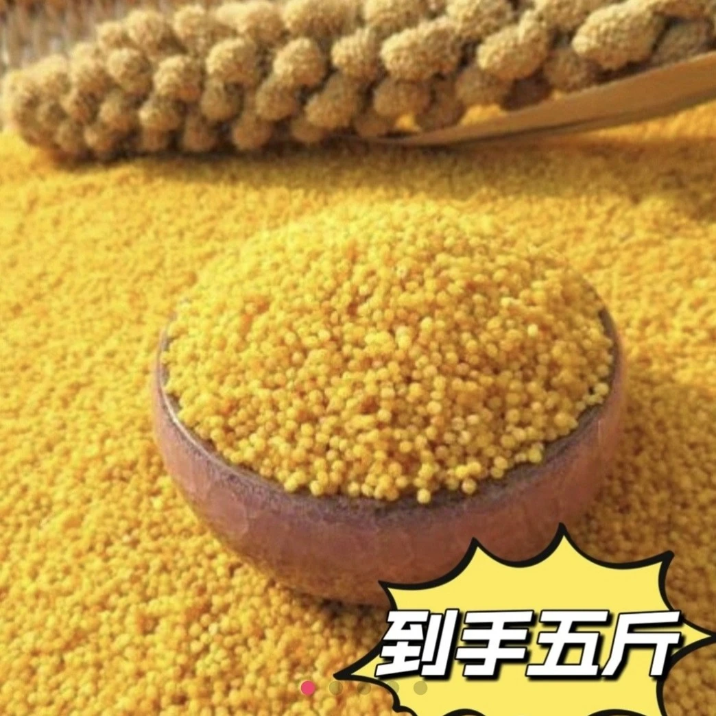 【主播优选】 新米 朝阳小米  家庭便携装5斤