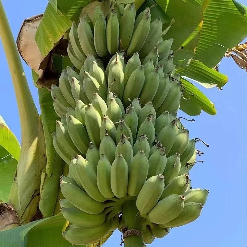 芭蕉树苗香蕉苗粉蕉红香蕉树苗庭院阳台楼顶绿植观赏果苗盆栽地栽