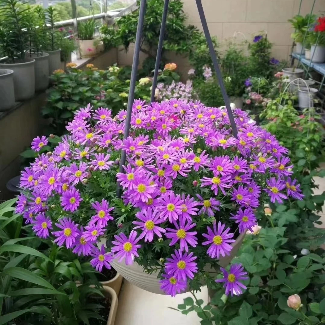 【吉米】大花型重瓣姬小菊盆栽花苗阳台庭院四季丰花植物