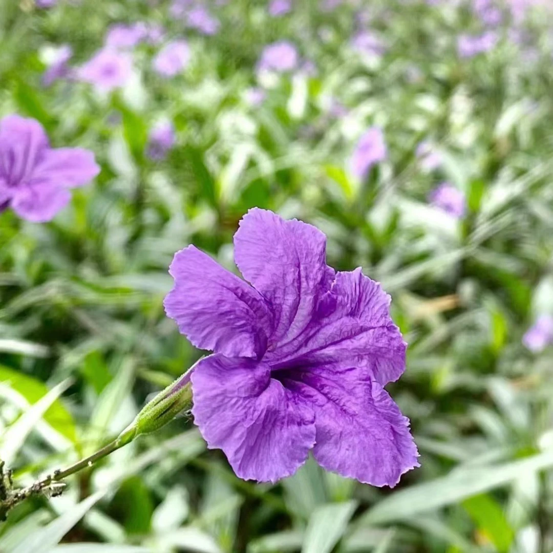 紫色粉色翠卢莉耐热耐晒室外庭院阳台花镜花园多年生宿根类植物