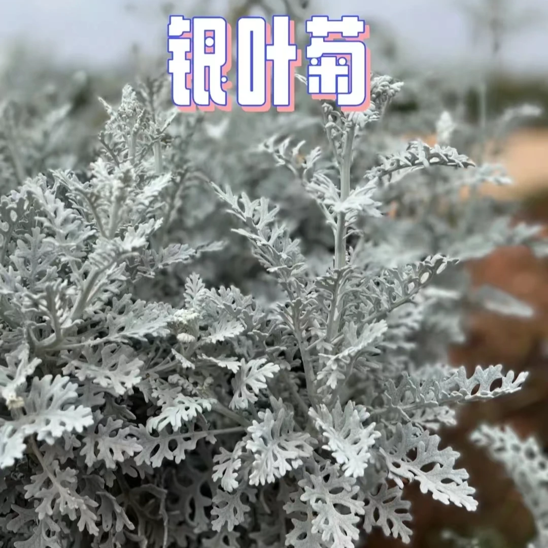 【吉米】银叶菊耐寒开花多年生好看好养耐寒庭院阳台配色植物