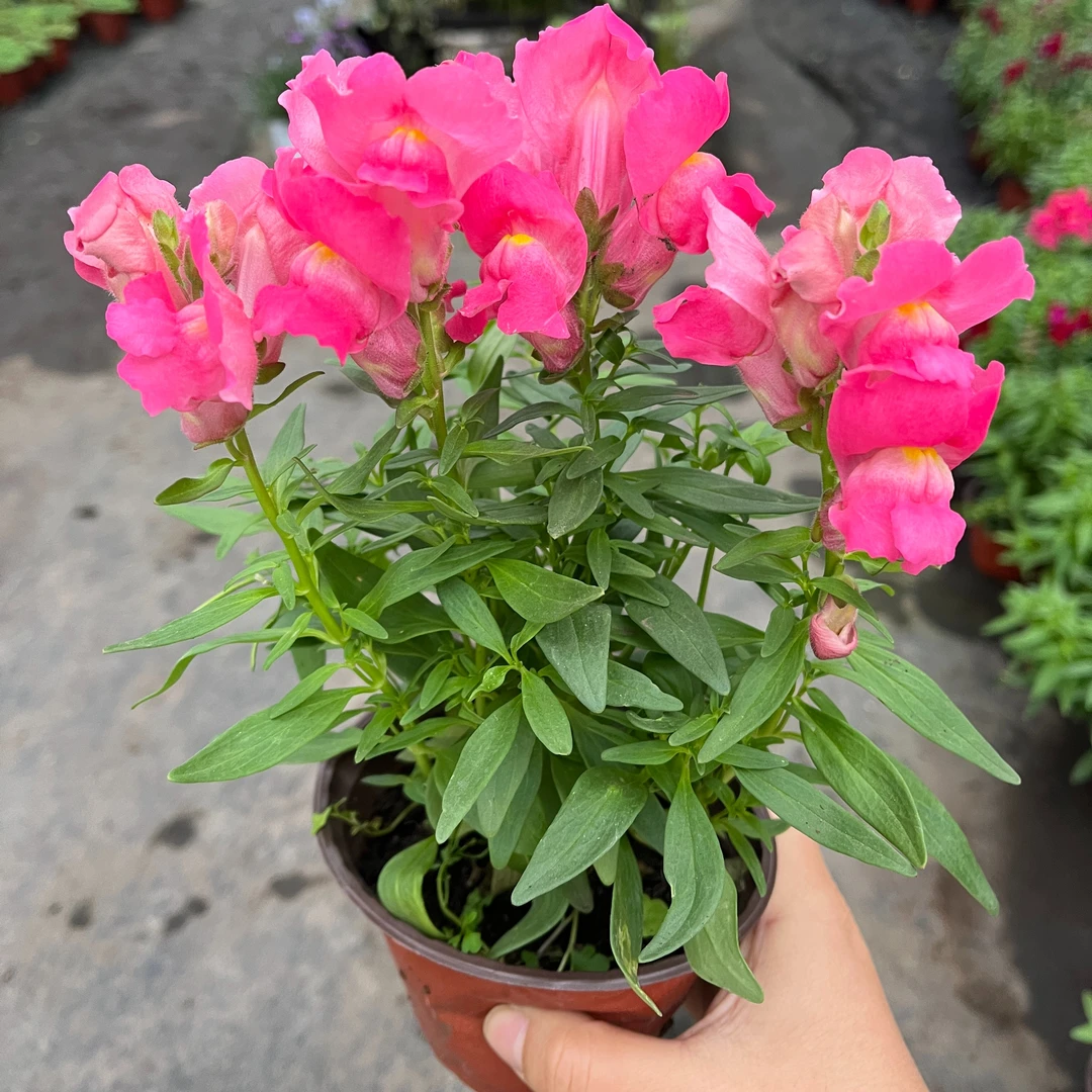 金鱼花120规格随机1盆