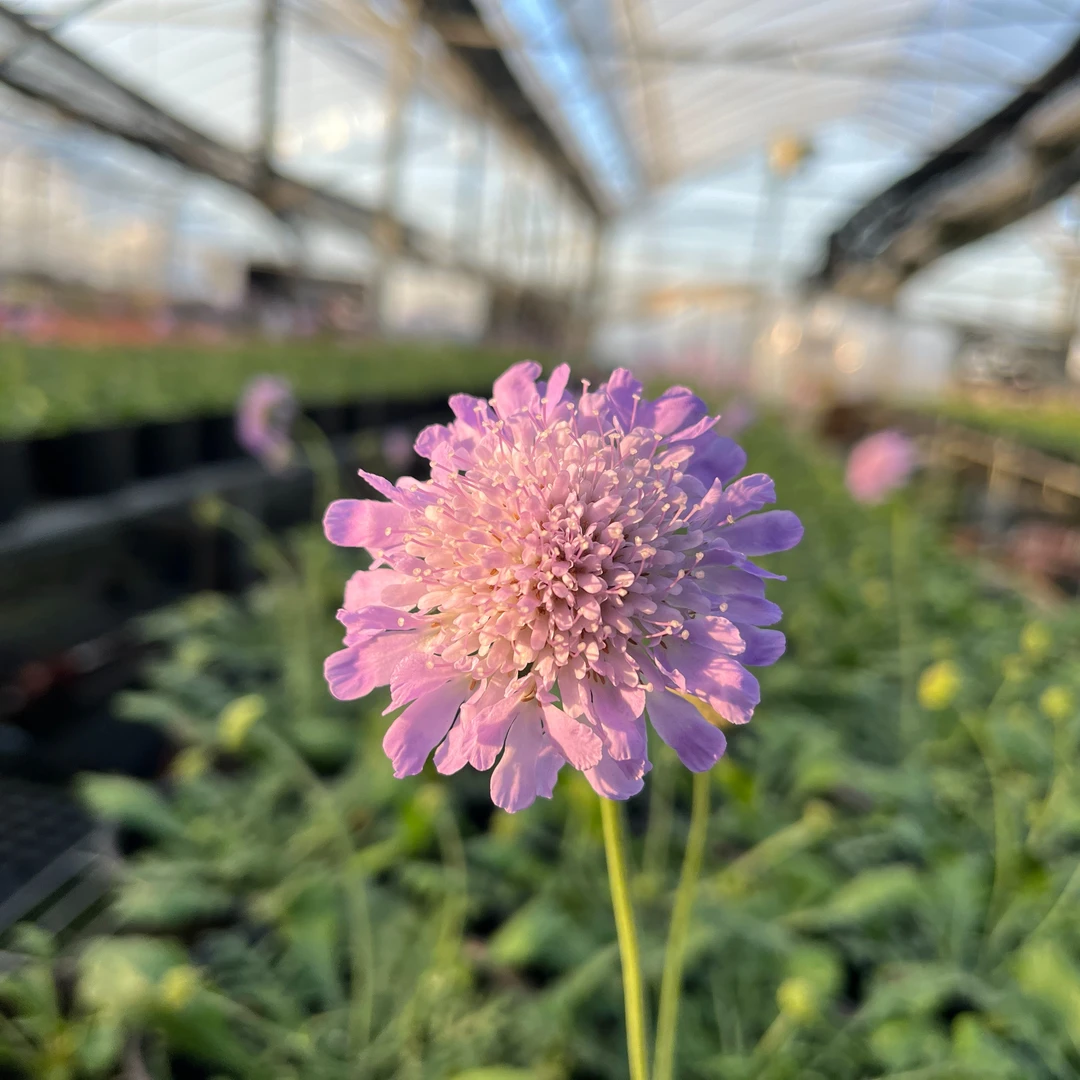 【吉米】蓝盆花精品耐寒耐热四季开花庭院阳台必入款