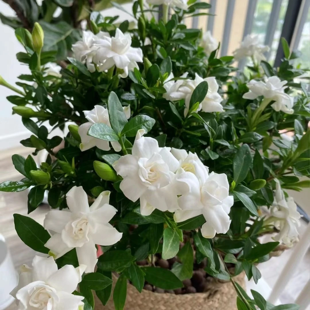 【吉米】栀子花开花香味室内外植物除甲醛净化空气花园阳台庭院植物