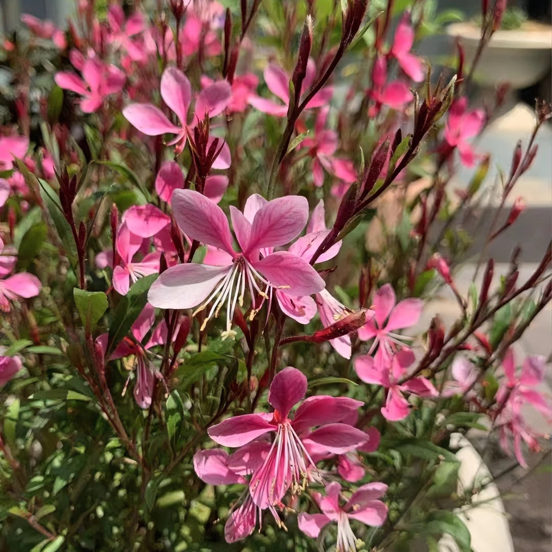 【吉米】千鸟花耐寒耐热多年生阳台庭院春夏秋三季开花阳台庭院盆栽