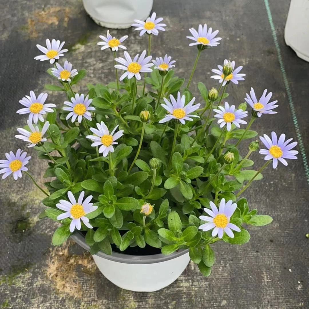 【吉米】蓝色玛格丽特盆栽室外阳台庭院新手轻易能上手养护春季