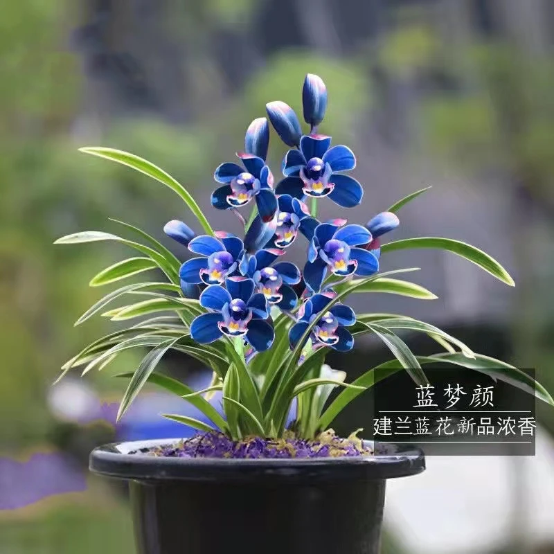 夏天开花 浓香型 金边 蓝颜梦兰花苗