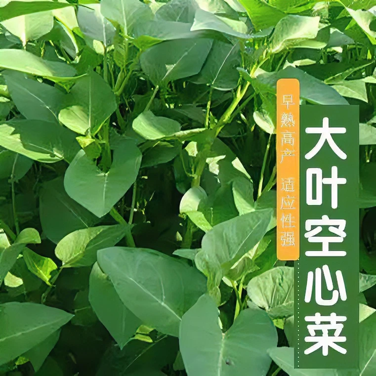 大叶空心菜种子种籽孑苗四季菜苗水上种植蔬菜菜籽菜种籽种苗种