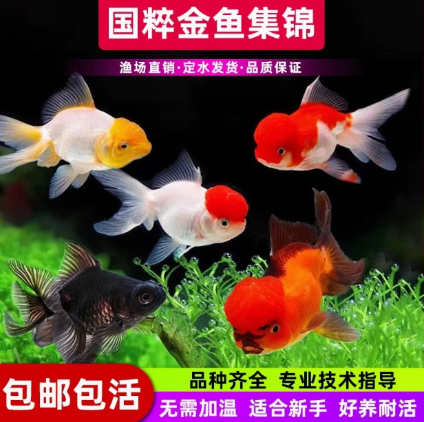 国粹小金鱼养鱼饲养发货养殖
