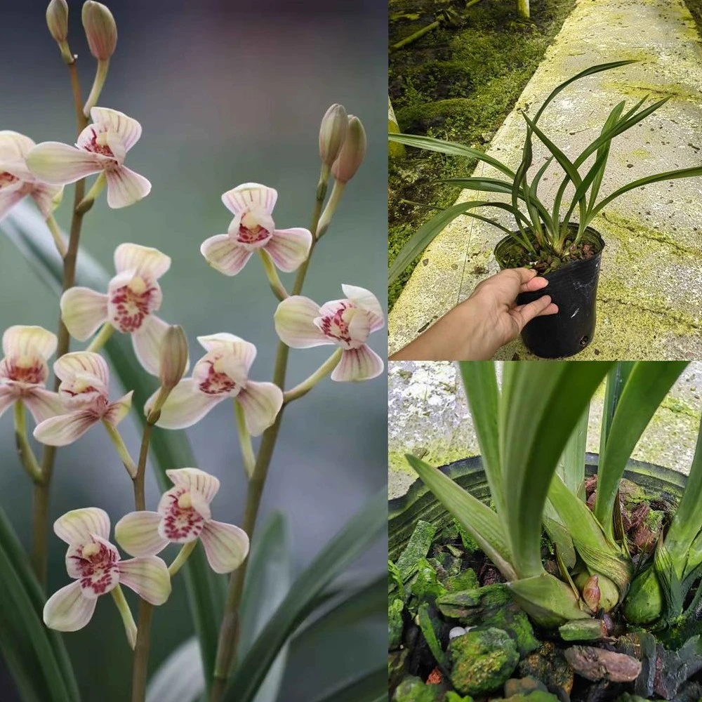 建兰八大名品君荷浓香阳台室内客厅