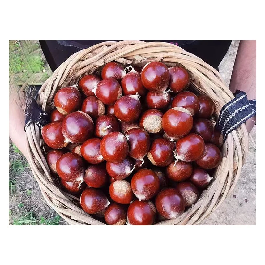 锥形板栗约500g±20g