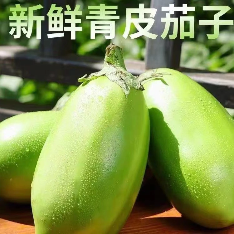 新鲜采摘绿茄子农家自种青茄子种子蔬菜现摘现发3斤5斤青茄子