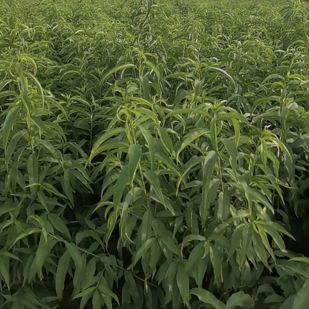 中桃白玉个大，预定50颗优质种苗