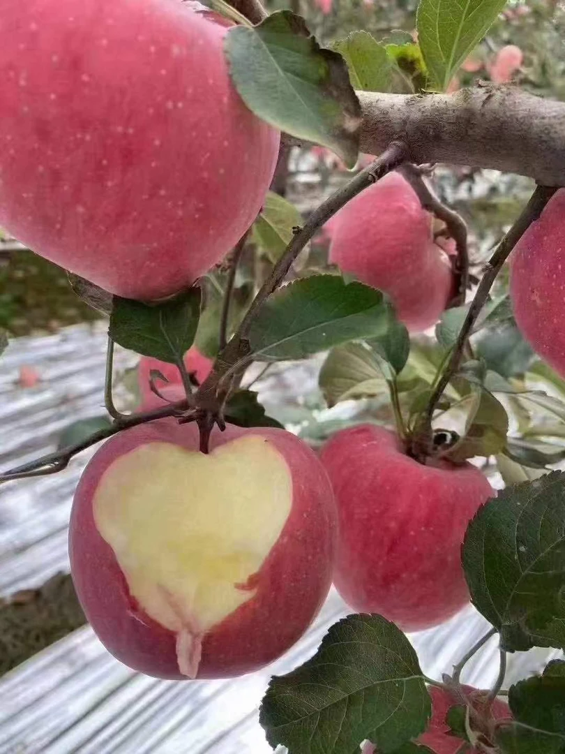 水果蔬菜 > 水果 > 苹果  红富士苹果应急新鲜水果 手作鲫鱼竿