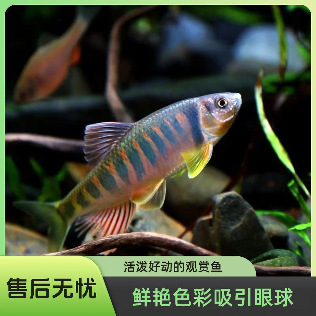 长鳍鱲鱼桃花鱼溪哥观赏鱼冷水鱼原生鱼溪流鱼不加温