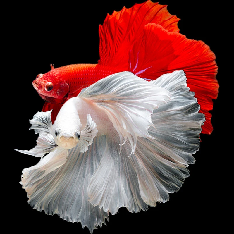 泰国斗鱼观赏鱼热带鱼活体小型淡水好养半月婚纱狮子王马尾将军鱼