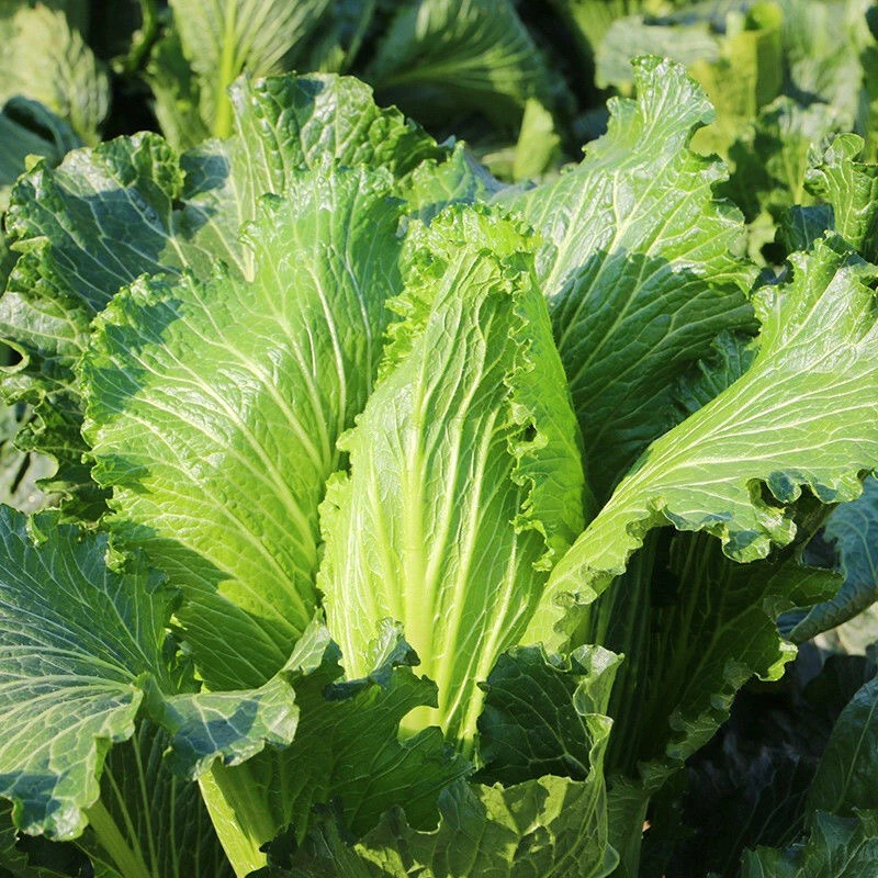 【汇峰农场】千年古菜二抱尖白菜净重9-10斤 (±2两) 顺丰包邮