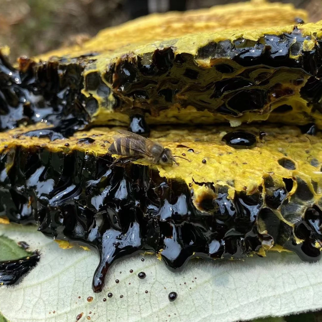 横樟  野生树洞黑蜂蜜