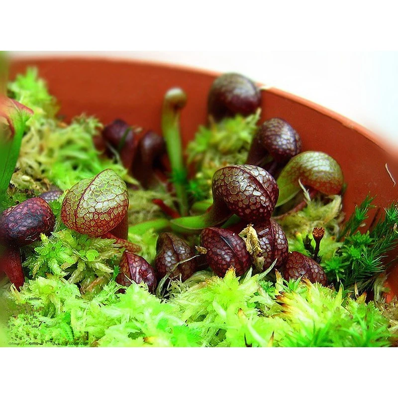 眼镜蛇瓶子草【新奇奇异植物盆栽绿植奇特稀有品种猪笼草捕蝇草】