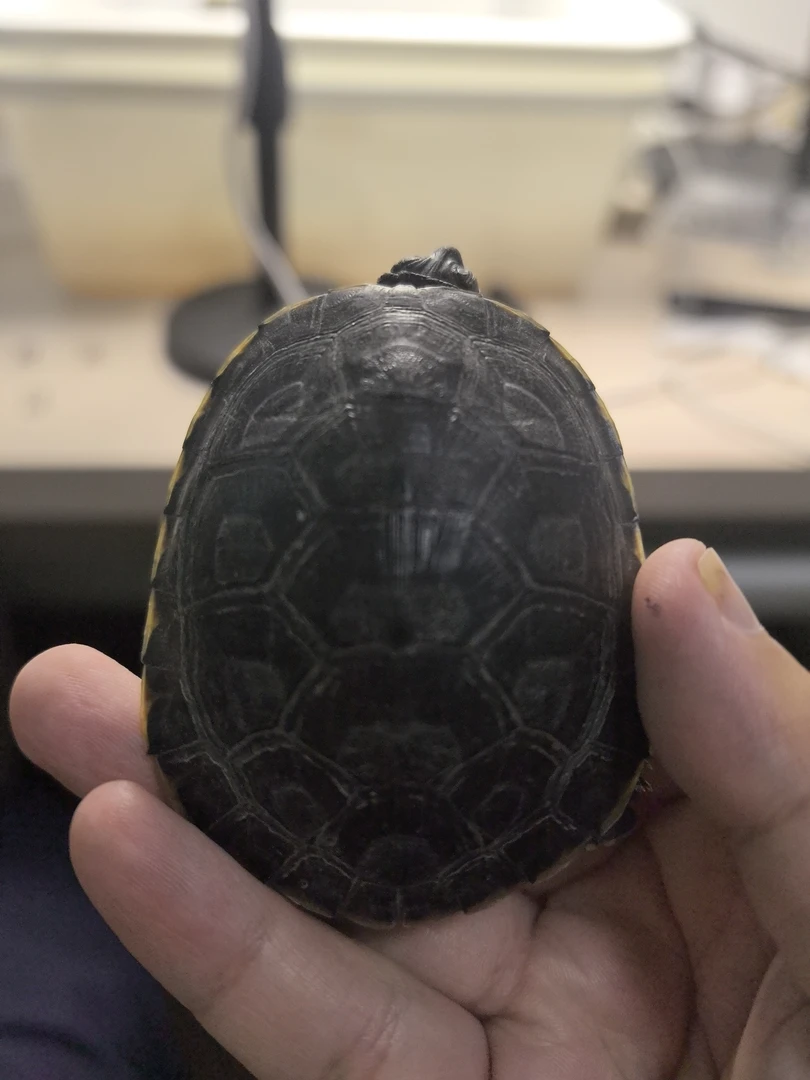 特价商品龟，福利商品