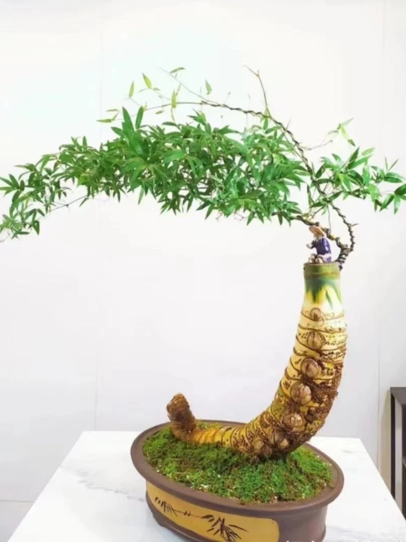 正宗小叶簕竹生桩直播间一物一拍