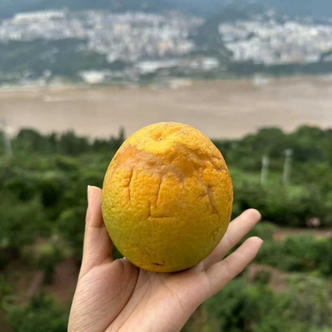 夏橙花皮果酸甜爆汁天然应季当季花斑橙子5/10斤新鲜种植皮薄微酸